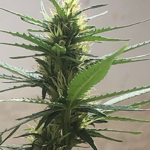 Pren do mal growlog timeline photo