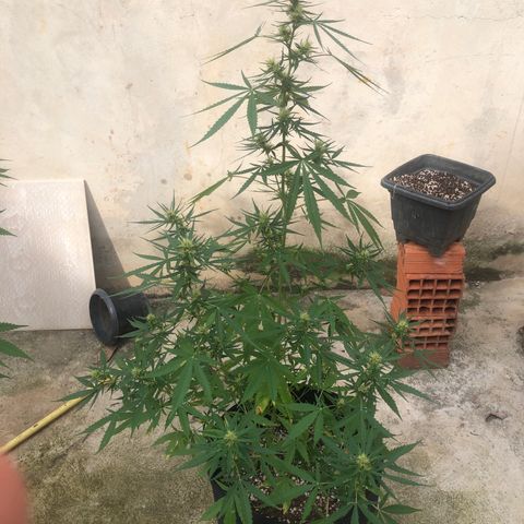 Pren growlog timeline photo