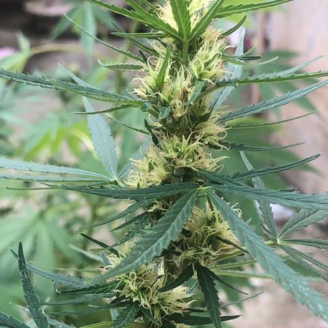Pren growlog timeline photo