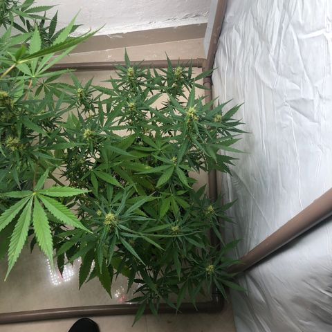 Pren growlog photo: Voltei promissor hj 