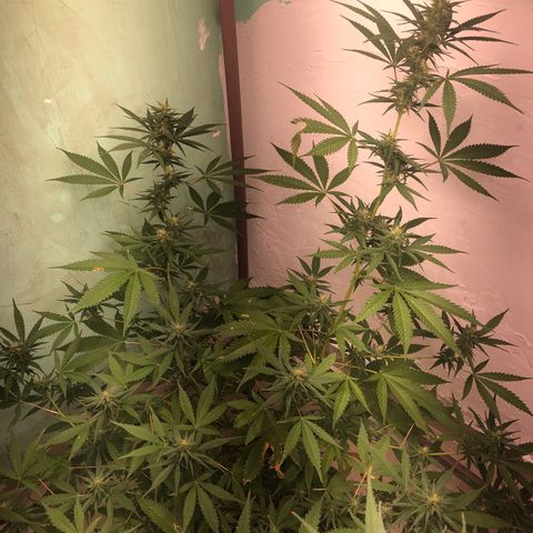 Pren do mal growlog timeline photo