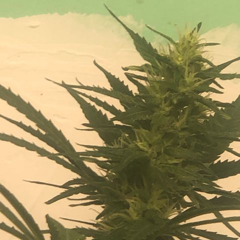 Pren do mal growlog timeline photo