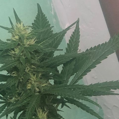 Pren do mal growlog timeline photo