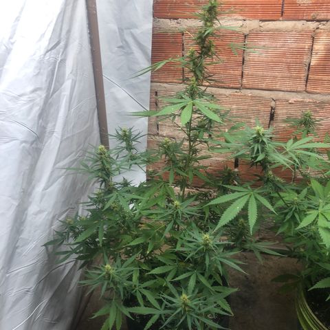 Pren growlog timeline photo