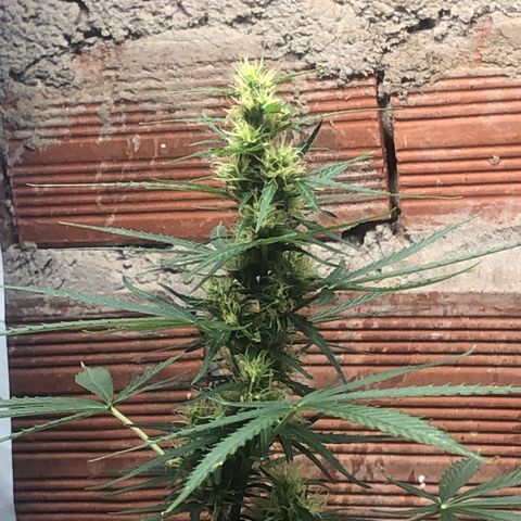 Pren growlog timeline photo