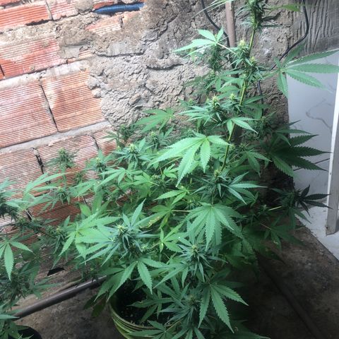 Pren do mal growlog timeline photo