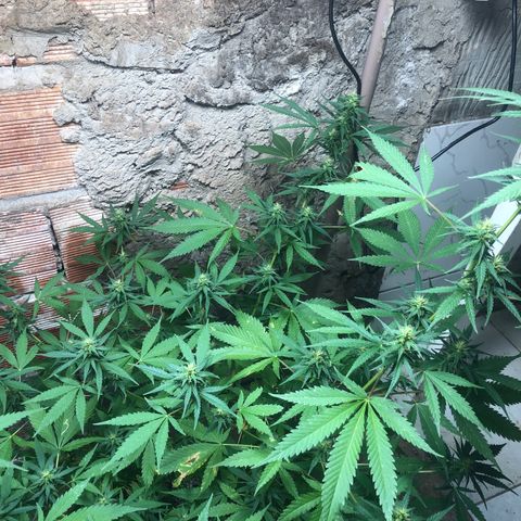 Pren do mal growlog timeline photo