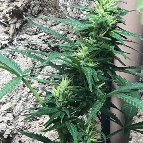 Pren do mal growlog timeline photo