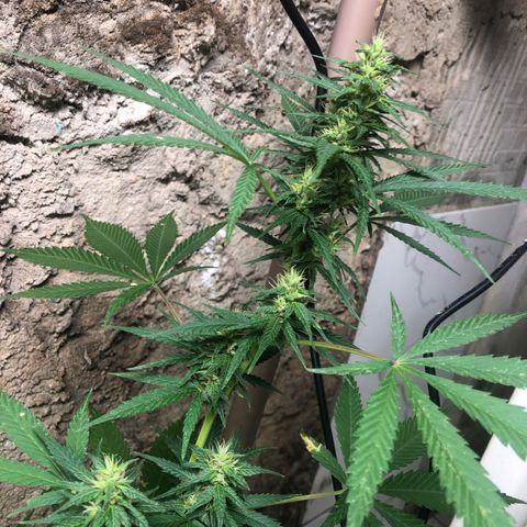 Pren do mal growlog timeline photo