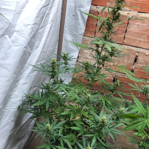 Pren growlog timeline photo