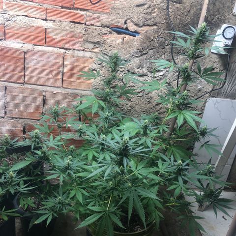 Pren do mal growlog timeline photo
