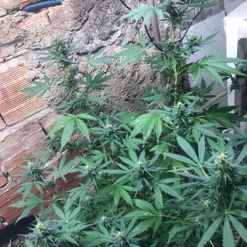 Pren do mal growlog timeline photo