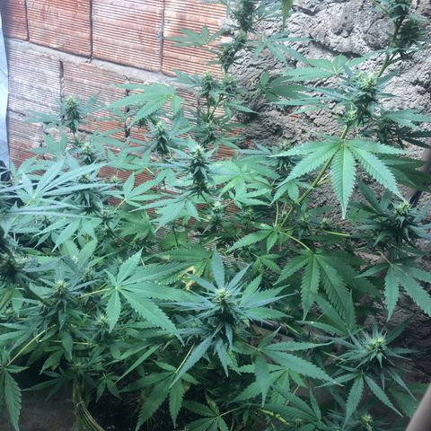 Pren do mal growlog timeline photo