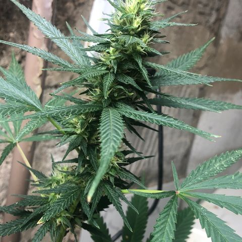 Pren do mal growlog timeline photo