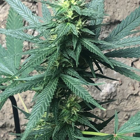Pren do mal growlog timeline photo