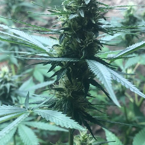 Pren do mal growlog timeline photo
