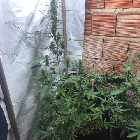 Pren growlog timeline photo