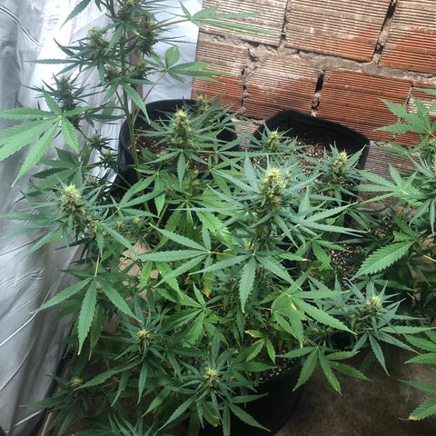 Pren growlog timeline photo