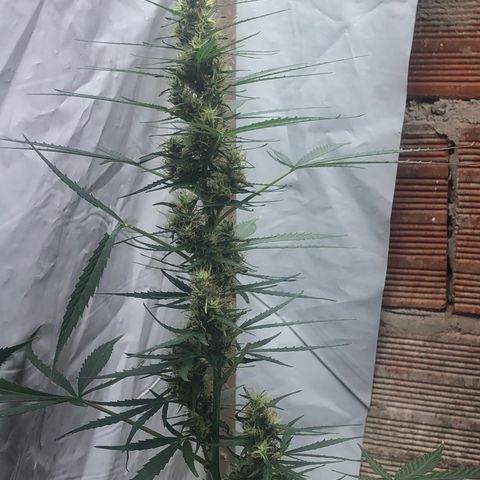 Pren growlog timeline photo