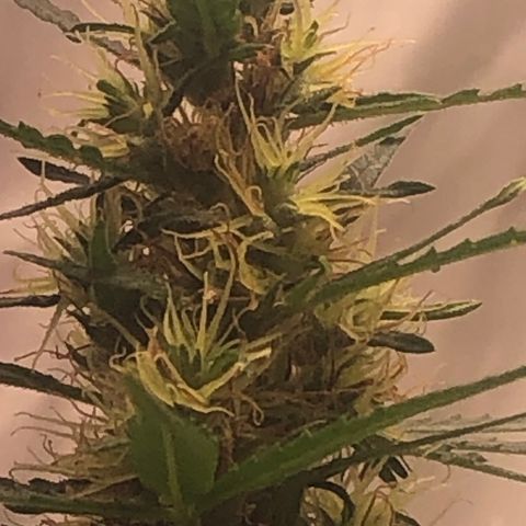 Pren growlog timeline photo