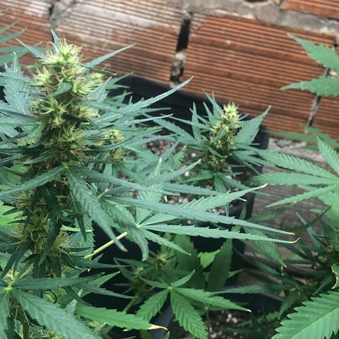 Pren growlog timeline photo