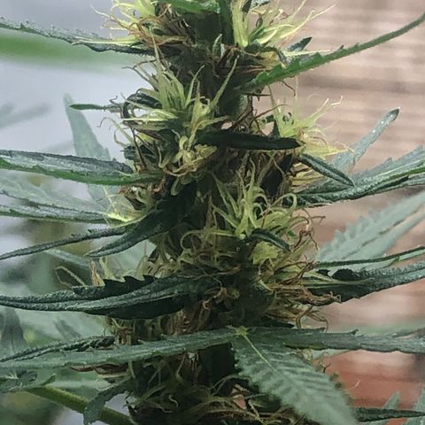 Pren growlog timeline photo