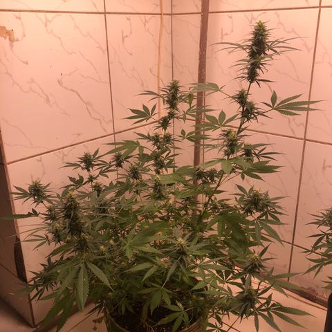 Pren do mal growlog timeline photo