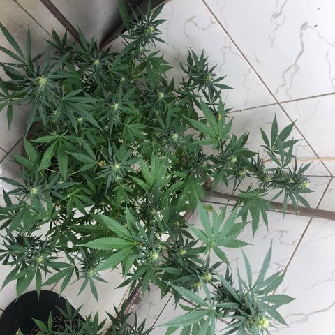Pren do mal growlog timeline photo