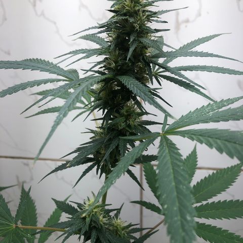 Pren do mal growlog timeline photo