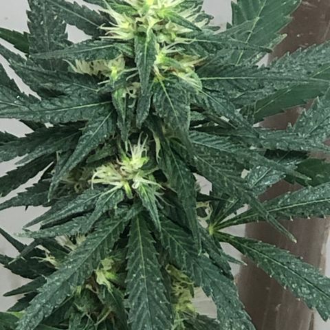 Pren do mal growlog timeline photo