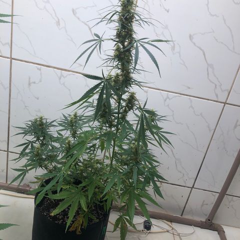 Pren growlog timeline photo
