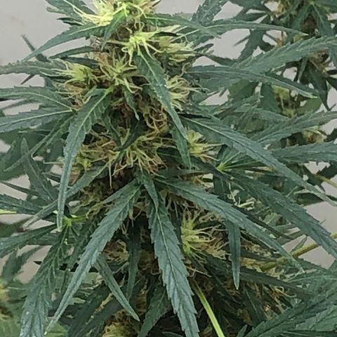 Pren growlog timeline photo