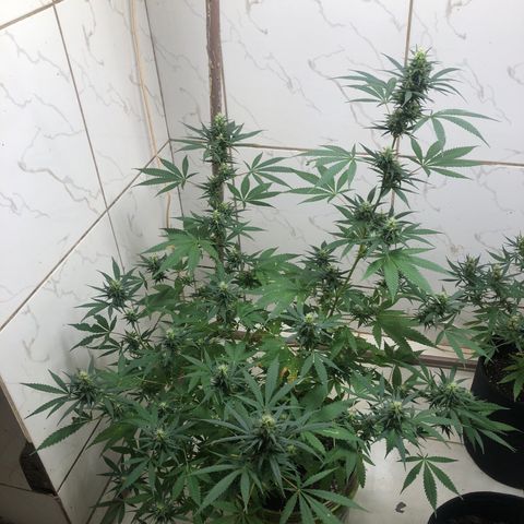 Pren do mal growlog timeline photo
