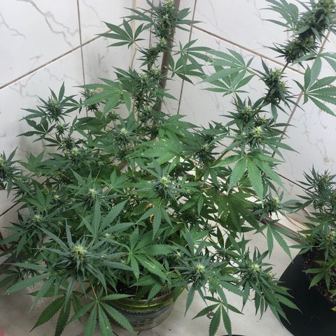 Pren do mal growlog timeline photo