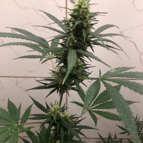 Pren do mal growlog timeline photo