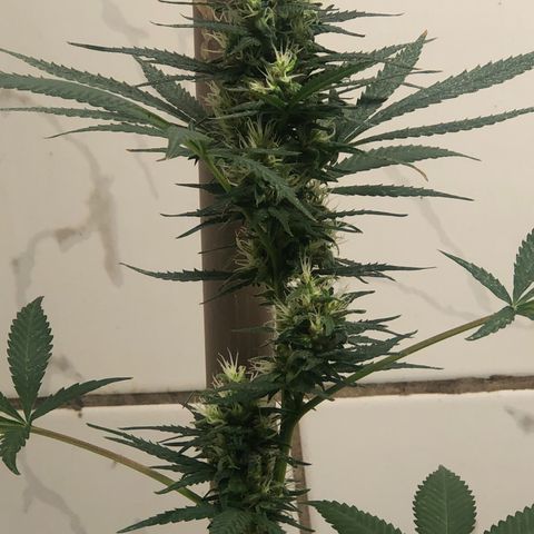 Pren do mal growlog timeline photo
