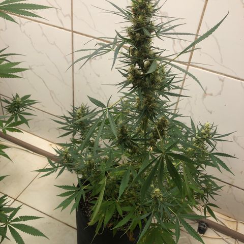 Pren growlog timeline photo