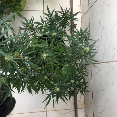 Pren growlog timeline photo
