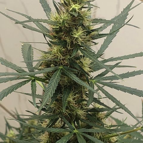 Pren growlog timeline photo