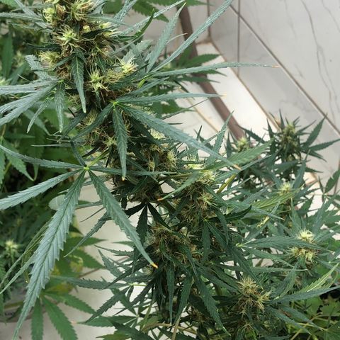 Pren growlog timeline photo