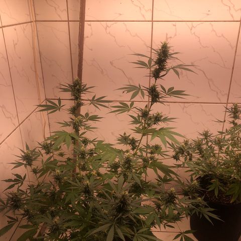 Pren do mal growlog timeline photo
