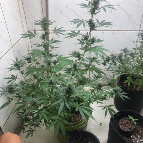 Pren do mal growlog timeline photo