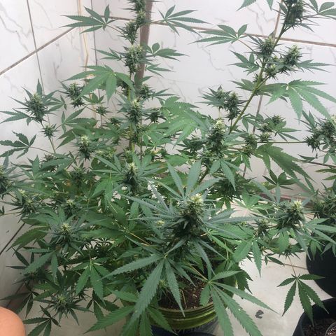 Pren do mal growlog timeline photo