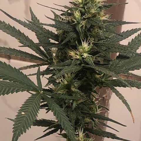 Pren do mal growlog timeline photo