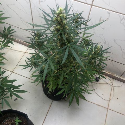Pren growlog timeline photo