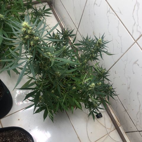 Pren growlog timeline photo