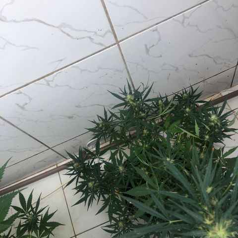 Pren growlog timeline photo