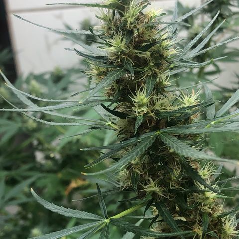 Pren growlog timeline photo