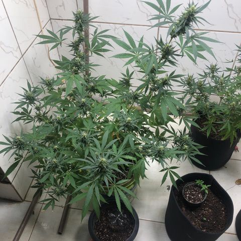 Pren do mal growlog timeline photo