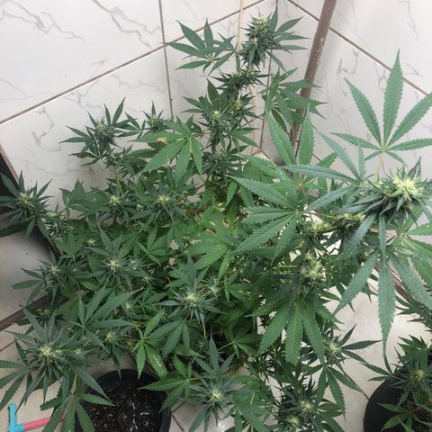 Pren do mal growlog timeline photo